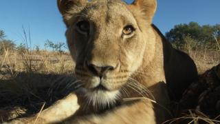 Lions for Africa
