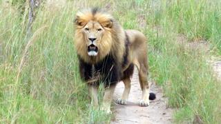 The Lion's Share