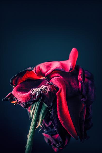 Poisoned Passions