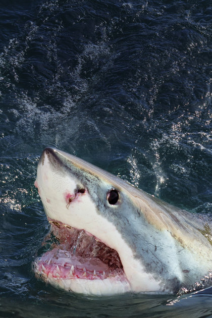 When Sharks Attack