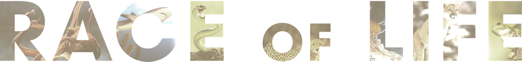 Race of Life show logo