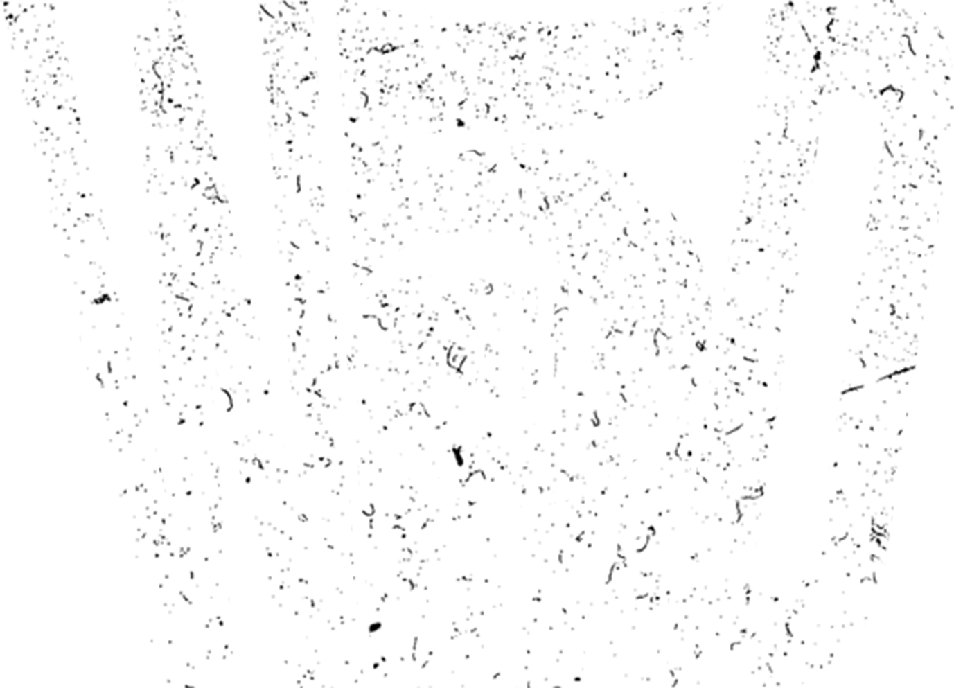 5th Ward