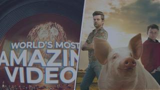 World’s Most Amazing Videos / Pig Royalty World’s Most Amazing Videos / Pig Royalty