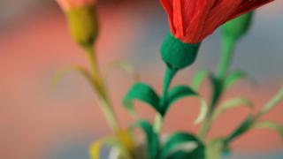 Robert's Crepe Paper Carnations Robert's Crepe Paper Carnations