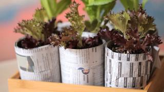 Robert's Recycled Seed Starter Pots Robert's Recycled Seed Starter Pots