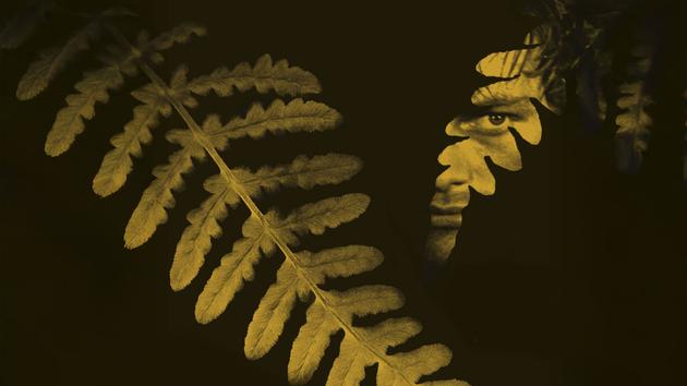 The Golden Fern